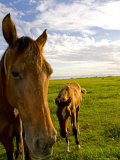 Horses Grazing in Field  Moorea  French Polynesia