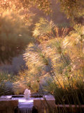 Fountain  Rancho la Puerta  Baja  Mexico
