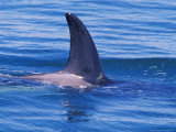 Orcha Fin  Orcinus Orca  Alaska  USA