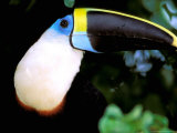 Cuviers Toucan  Amazon  Ecuador