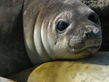 Southern Elephant Seals  Chubut Province  Punta Delgada  Patagonia  Valdes Peninsula  Argentina