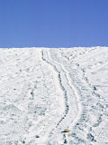 Tracks of a Pacific Green Turtle  Pacific Ocean  Galapagos Islands  Ecuador