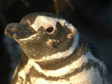 Molting Magellan Penguin  Chubut Province  Valdes Peninsula  Argentina