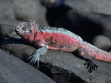 Close-up of a Marine Iguana  Galapagos Islands  Ecuador