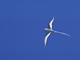Red-billed Tropicbird  Galapagos Islands  Ecuador