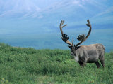 Caribou and Fresh Snow  Denali National Park  Alaska  USA