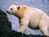 Polar Bears  North Slope  Alaska  USA
