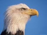 Bald Eagle Pofile in Kachemak Bay  Alaska  USA