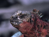 Close-up of a Marine Iguana  Galapagos Islands  Ecuador