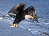 Bald Eagle in Flight with Fish in Kachemak Bay  Alaska  USA