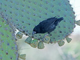 Male Common Cactus Finch  Galapagos Islands  Ecuador