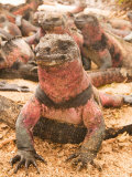 Marine Iguanas  Punta Espinosa  Galapagos Islands National Park  Fernandina Island  Ecuador