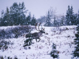 Caribou  Denali National Park  Alaska