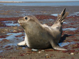Southern Elephant Seal on Beach  Punta Delgada  Valdes Peninsula  Argentina
