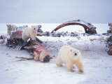 Polar Bear Sow with Spring Cubs Scavenging on a Bowhead Whale  Alaska  USA