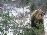 Older Polar Bear Cubs  North Slope  Alaska  USA