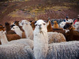 Llama and Alpaca Herd  Lares Valley  Cordillera Urubamba  Peru