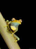 Tree Frog  Amazon  Ecuador