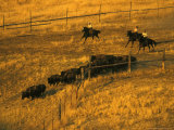 National Bison Range  Annual Bison Round-Up near Moiese  Montana  USA