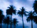 Palms along Ocean Avenue  Santa Monica  Los Angeles  California  USA