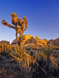 Jumbo rocks at Joshua Tree National Park  California  USA