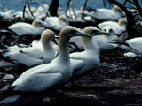 Beautiful Gannets Nesting