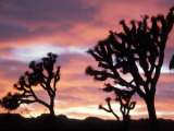 Joshua Tree at Sunset in Joshua Tree National Park  California  USA