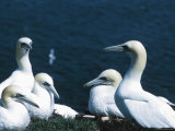 Beautiful Gannets Nesting