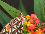 Gulf Fritillary Butterfly on Milkweed Flowers  Florida