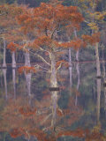 Cypress Tree Reflections  George Smith State Park  Georgia  USA
