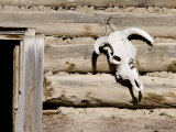Cattle Skull on Cabin near Salmon  Idaho  USA