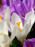 Crocus  Reading  Massachusetts