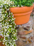 Pot of Flowering Bacopa at Viansa Winery  Sonoma Valley  California  USA