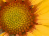 Blanketflower in Glacier National Park  Montana  USA
