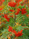 Skunkbush Sumac  Routt National Forest  Colorado  USA