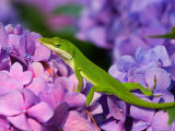 Lizard on Hydrangea  Savannah  Georgia  USA