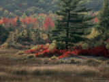 Blueberry Bushes and Marsh  Acadia National Park  Maine  USA