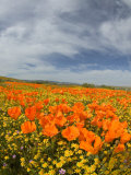 Road through Poppies  Antelope Valley  California  USA