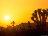 Sunset Silhouetting Joshua Trees  Joshua Tree National Park  California  USA