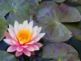 Water Lilies in Pool at Darioush Winery  Napa Valley  California  USA