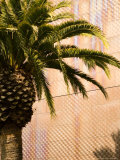 Opening Day  New deYoung Museum  San Francisco  California  USA