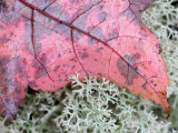 Fall Leaf on Reindeer Moss  Forest Floor of Acadia National Park  Maine  USA