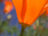 Poppies in Spring Bloom  Lancaster  California  USA
