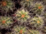 Close-up Cactus  Joshua Tree National Park  California  USA
