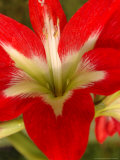 Red Amaryllis  Edgewater  Florida