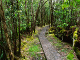 Pihea Trail  Kauai  Hawaii  USA