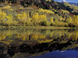 Fall Reflections in Pond  Telluride  Colorado  USA