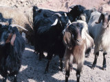 Herd of Goats