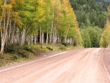 Aspen Lined Dirt Road  Lake City  Colorado  USA