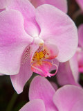 San Francisco Conservatory of Flowers A pink orchid in the Phalaenopsis family
